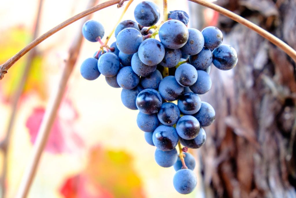 Castelvetro, Italy - November, 2020. A bunch of Grasparossa grapes, an ingredient in the sparkling Lambrusco wine, at sunset in autumn
