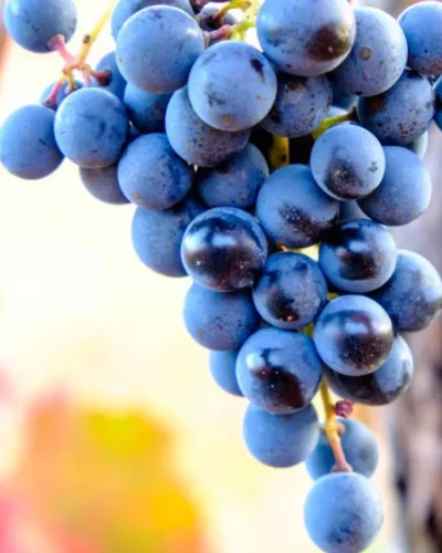 lambrusco-modena-004